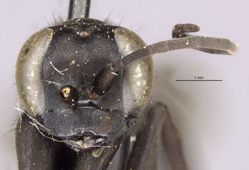 Media type: image;   Entomology 10396 Aspect: head frontal view